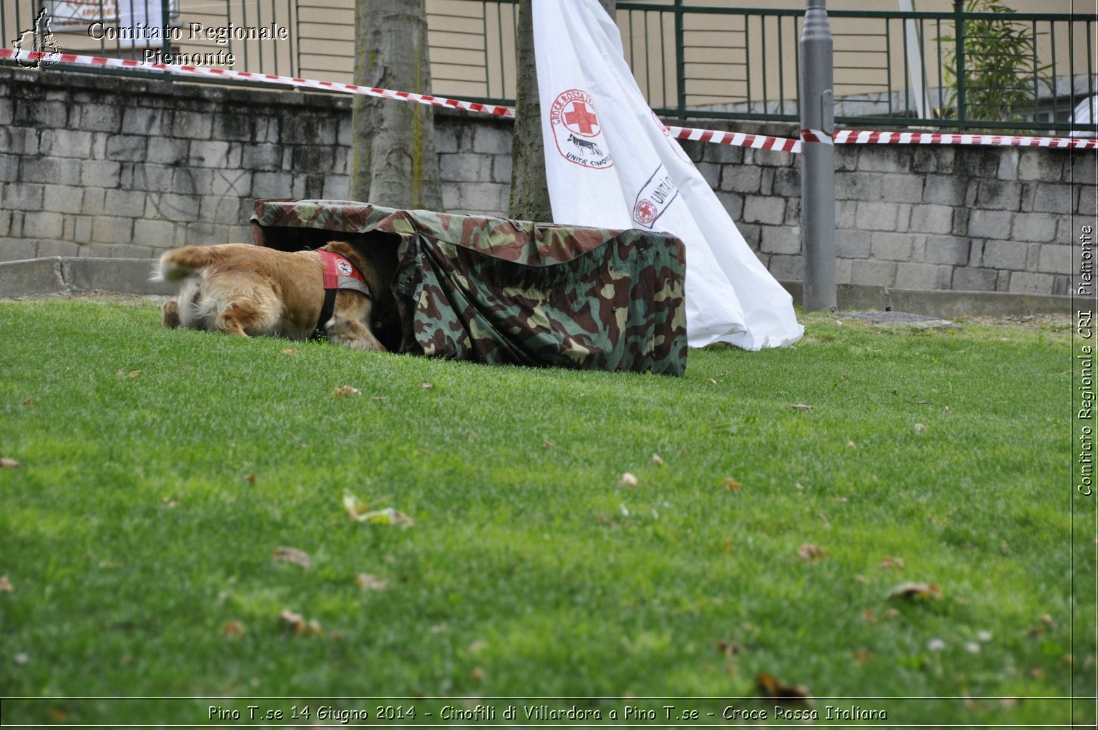 Pino T.se 14 Giugno 2014 - Cinofili di Villardora a Pino T.se - Croce Rossa Italiana- Comitato Regionale del Piemonte