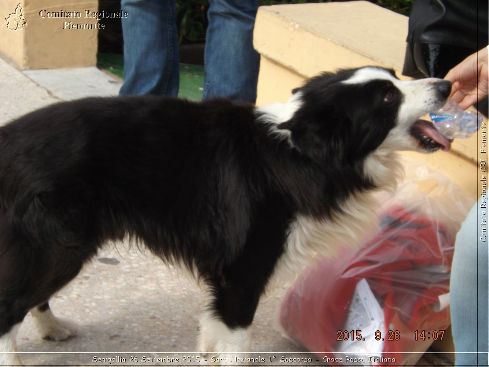 Senigallia 26 Settembre 2015 - Gara Nazionale 1 Soccorso - Croce Rossa Italiana- Comitato Regionale del Piemonte