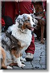 Exilles 29 Novembre 2015 - K9 Rescue - Croce Rossa Italiana- Comitato Regionale del Piemonte