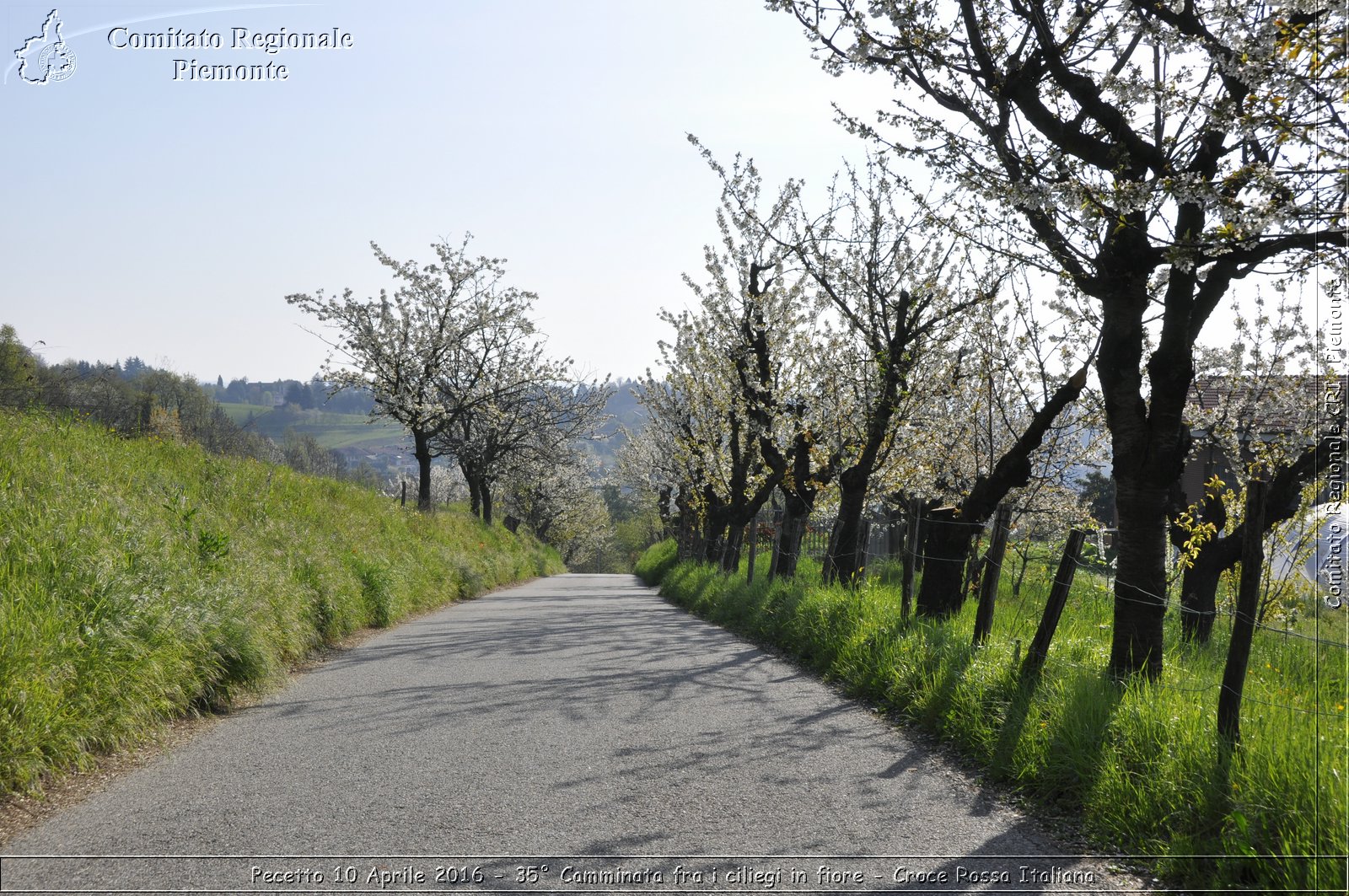 Pecetto 10 Aprile 2016 - 35 Camminata fra i ciliegi in fiore - Croce Rossa Italiana- Comitato Regionale del Piemonte