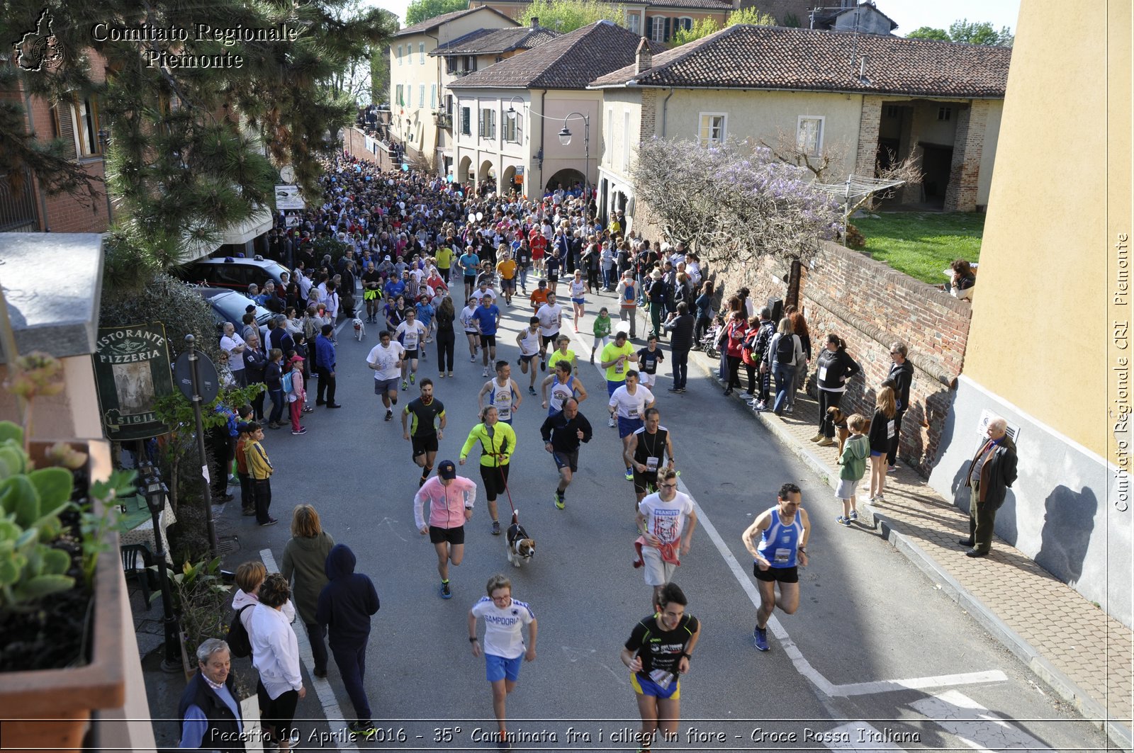 Pecetto 10 Aprile 2016 - 35 Camminata fra i ciliegi in fiore - Croce Rossa Italiana- Comitato Regionale del Piemonte