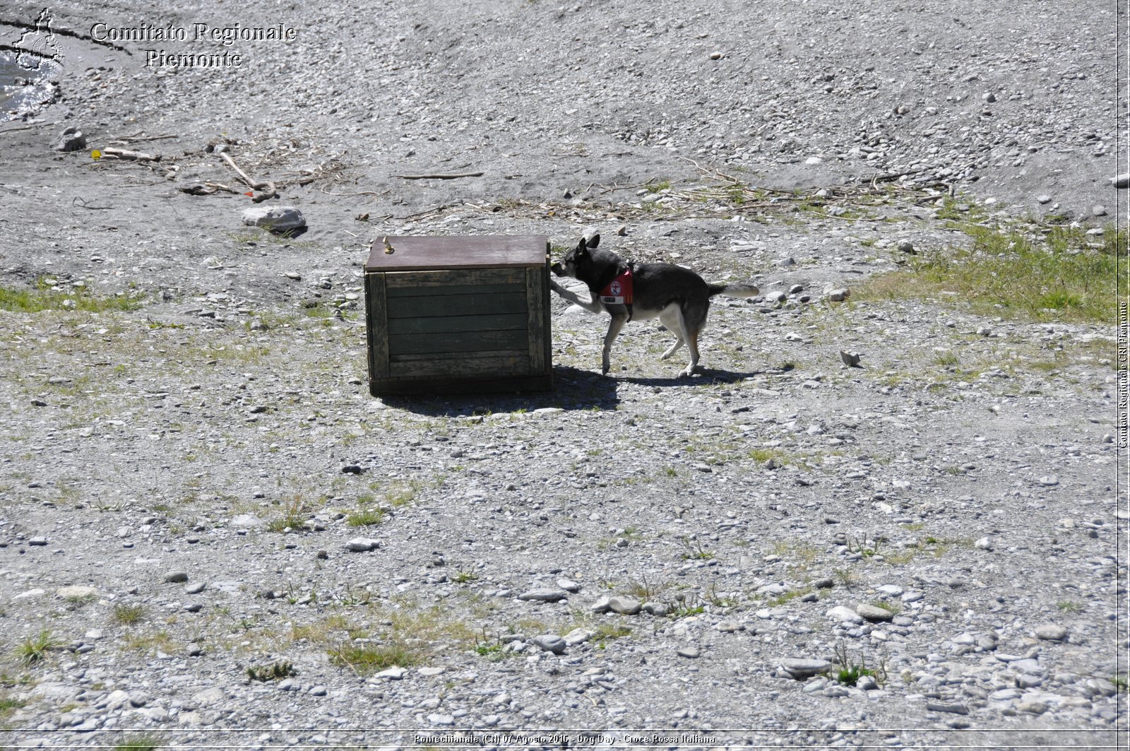 Pontechianale (CN) 7 Agosto 2016 - Dog Day - Croce Rossa Italiana - Comitato Regionale del Piemonte