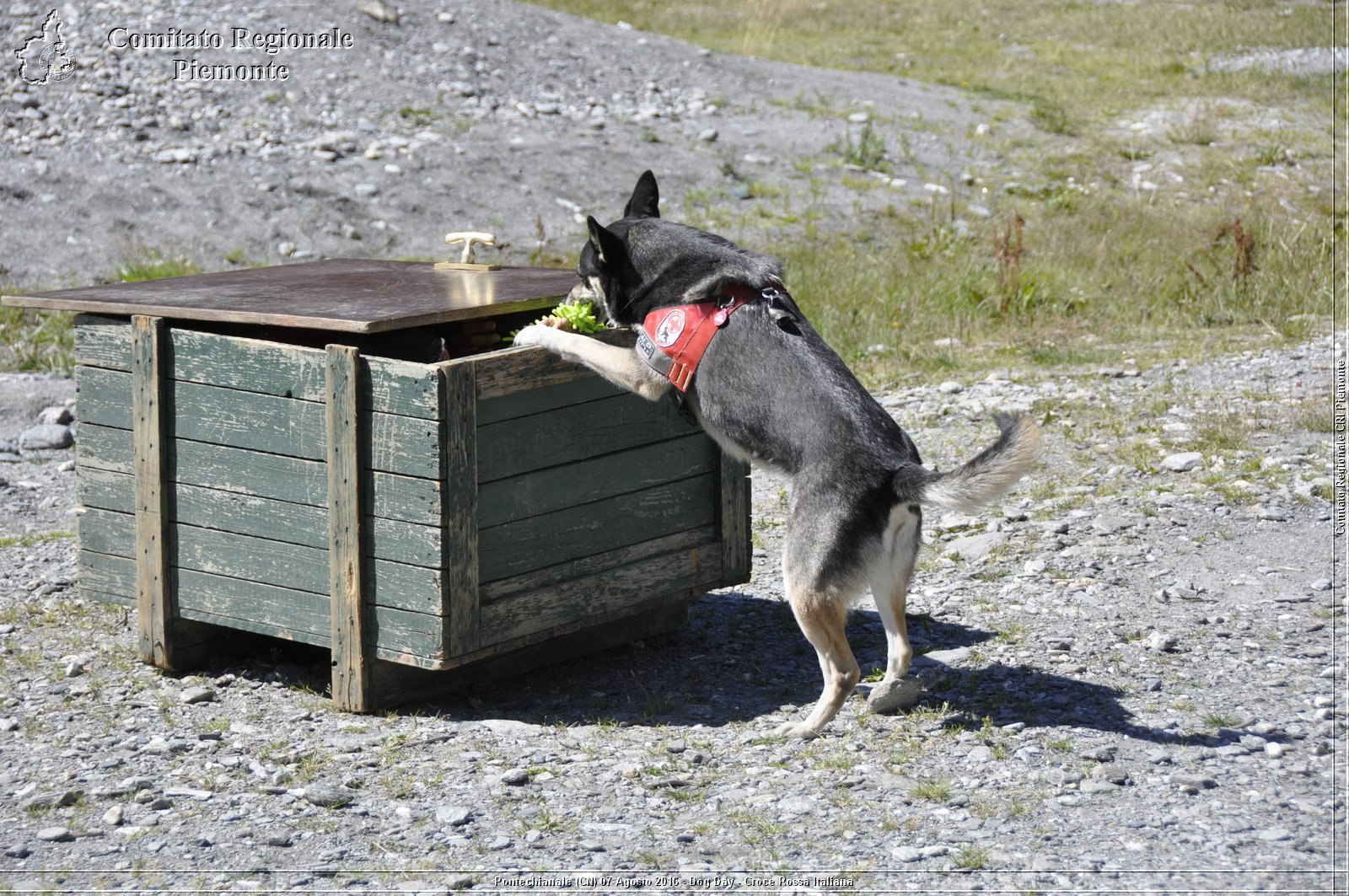 Pontechianale (CN) 7 Agosto 2016 - Dog Day - Croce Rossa Italiana - Comitato Regionale del Piemonte