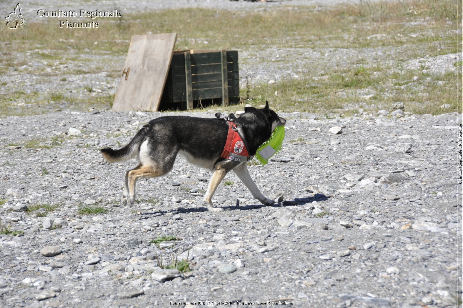 Pontechianale (CN) 7 Agosto 2016 - Dog Day - Croce Rossa Italiana - Comitato Regionale del Piemonte