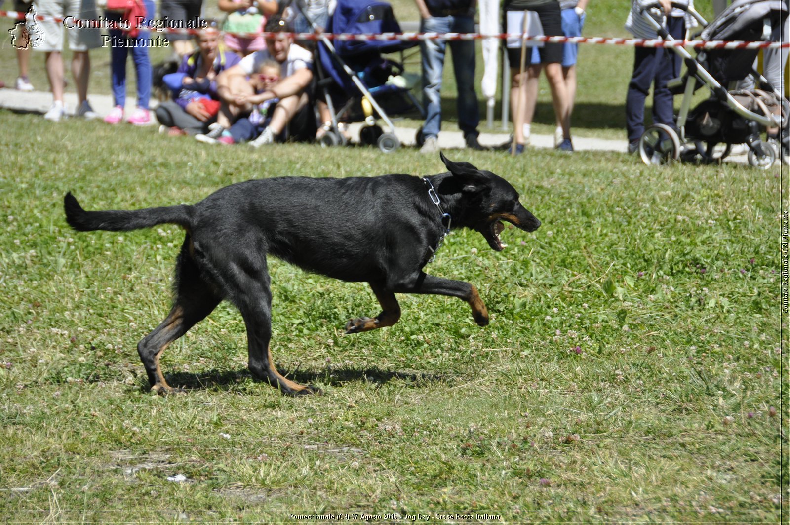 Pontechianale (CN) 7 Agosto 2016 - Dog Day - Croce Rossa Italiana - Comitato Regionale del Piemonte