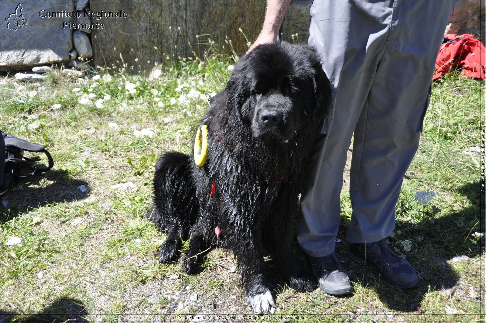 Pontechianale (CN) 7 Agosto 2016 - Dog Day - Croce Rossa Italiana - Comitato Regionale del Piemonte