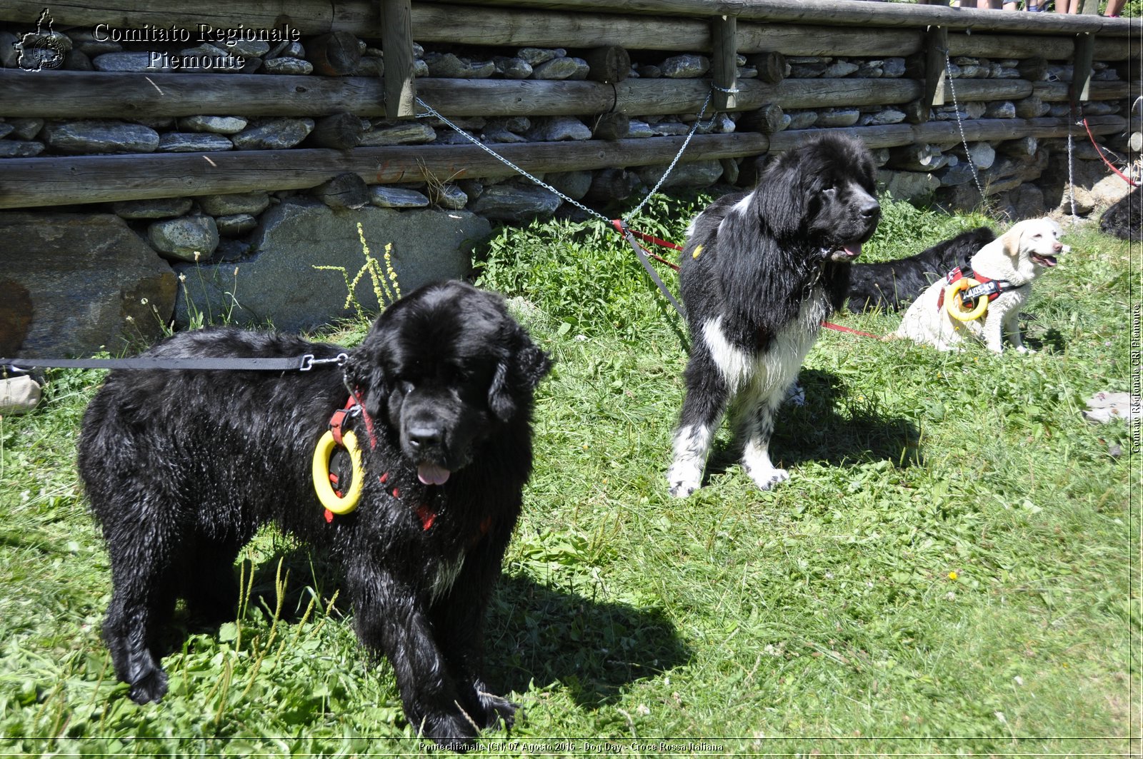 Pontechianale (CN) 7 Agosto 2016 - Dog Day - Croce Rossa Italiana - Comitato Regionale del Piemonte