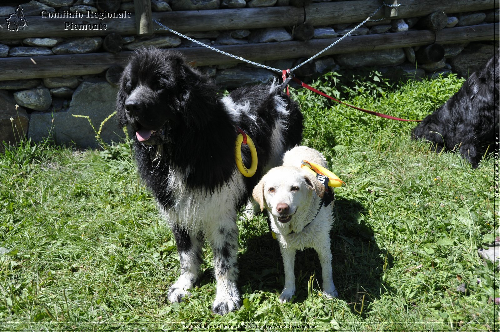 Pontechianale (CN) 7 Agosto 2016 - Dog Day - Croce Rossa Italiana - Comitato Regionale del Piemonte