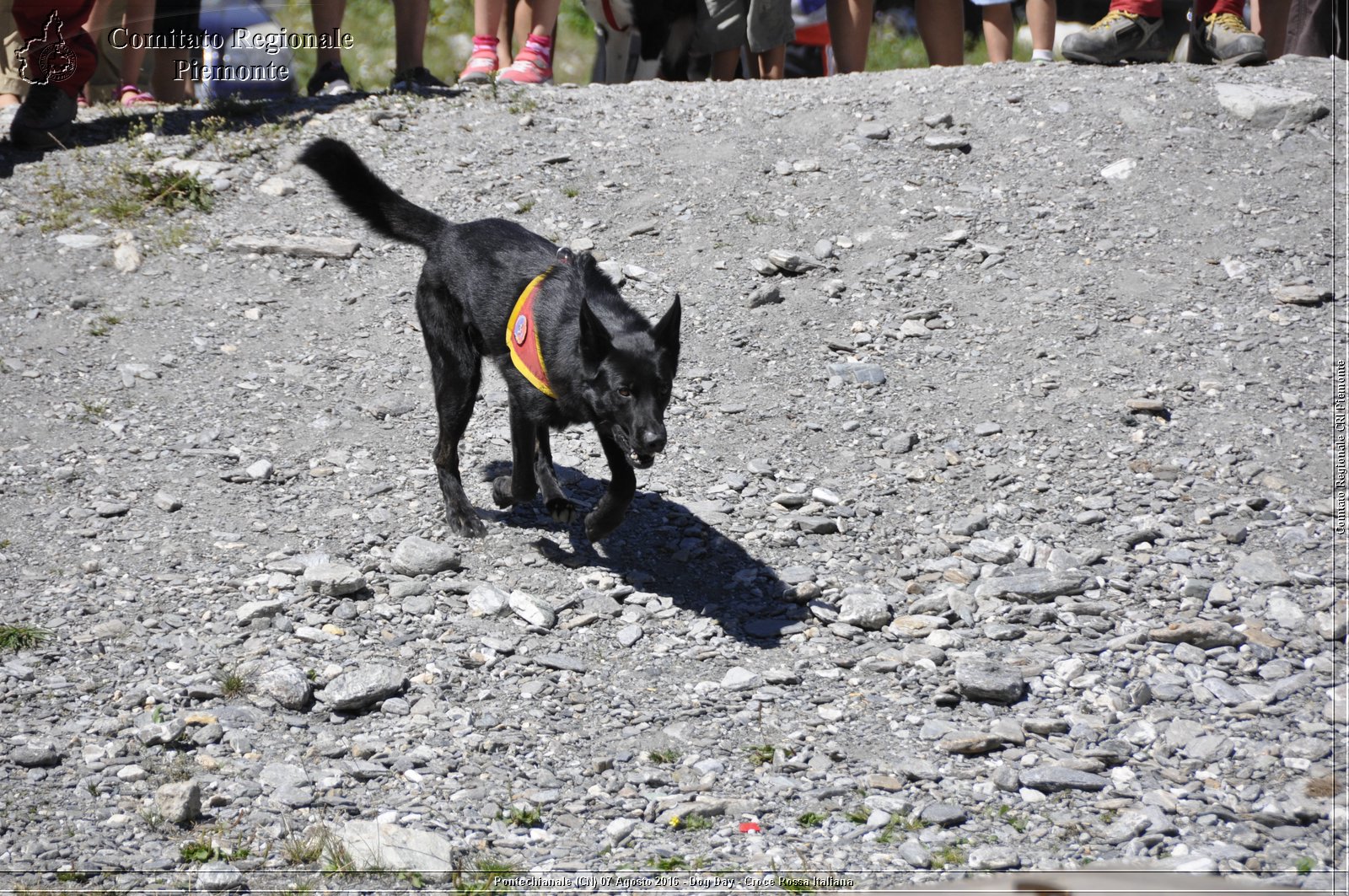 Pontechianale (CN) 7 Agosto 2016 - Dog Day - Croce Rossa Italiana - Comitato Regionale del Piemonte