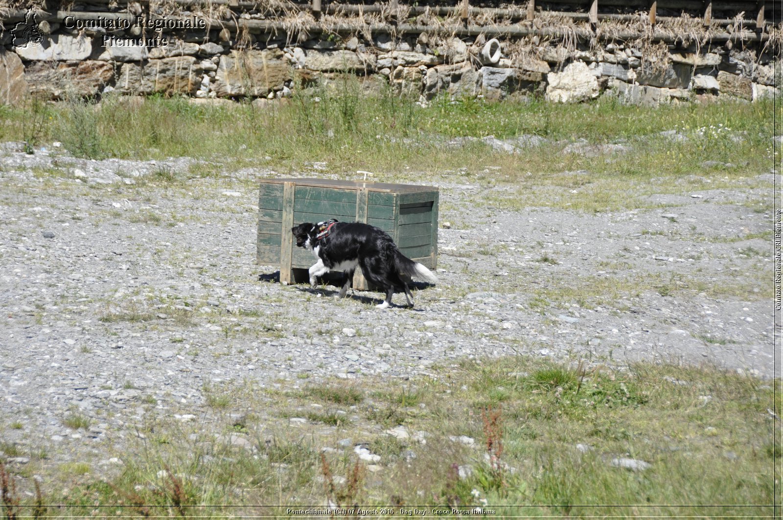 Pontechianale (CN) 7 Agosto 2016 - Dog Day - Croce Rossa Italiana - Comitato Regionale del Piemonte