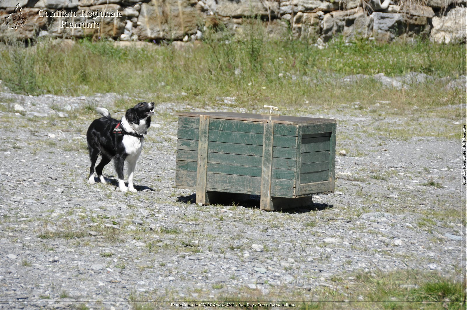 Pontechianale (CN) 7 Agosto 2016 - Dog Day - Croce Rossa Italiana - Comitato Regionale del Piemonte