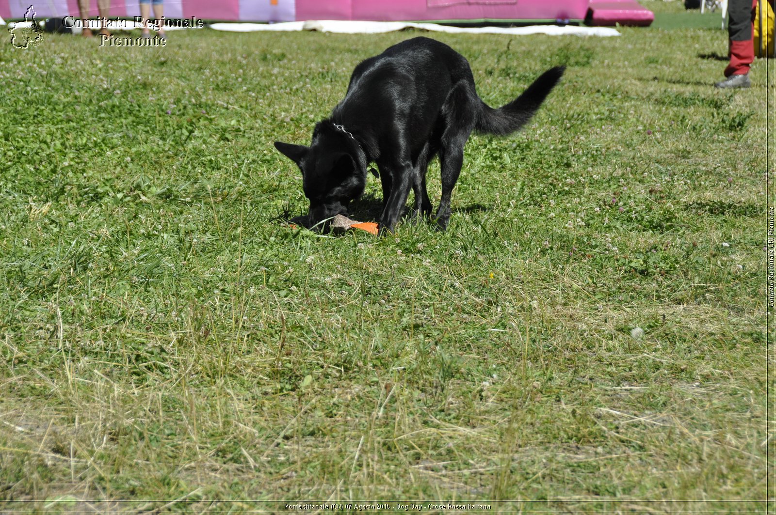 Pontechianale (CN) 7 Agosto 2016 - Dog Day - Croce Rossa Italiana - Comitato Regionale del Piemonte