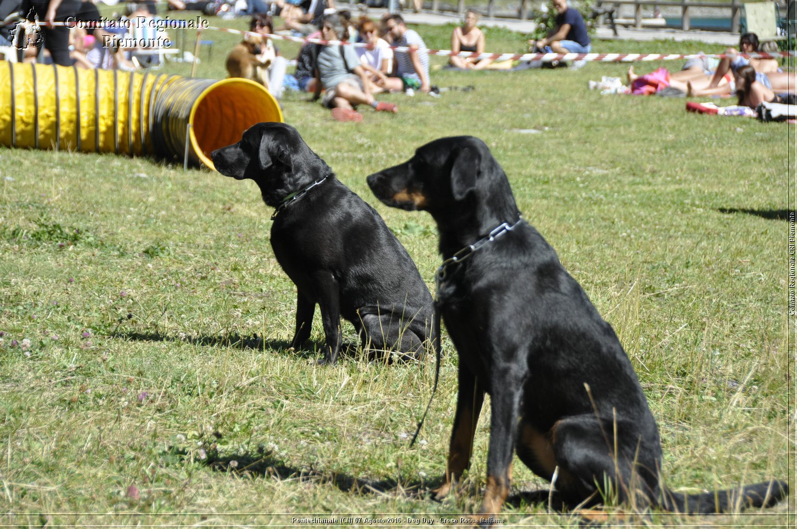 Pontechianale (CN) 7 Agosto 2016 - Dog Day - Croce Rossa Italiana - Comitato Regionale del Piemonte