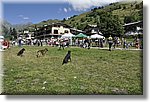 Pontechianale (CN) 7 Agosto 2016 - Dog Day - Croce Rossa Italiana - Comitato Regionale del Piemonte