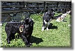 Pontechianale (CN) 7 Agosto 2016 - Dog Day - Croce Rossa Italiana - Comitato Regionale del Piemonte