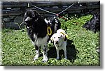 Pontechianale (CN) 7 Agosto 2016 - Dog Day - Croce Rossa Italiana - Comitato Regionale del Piemonte