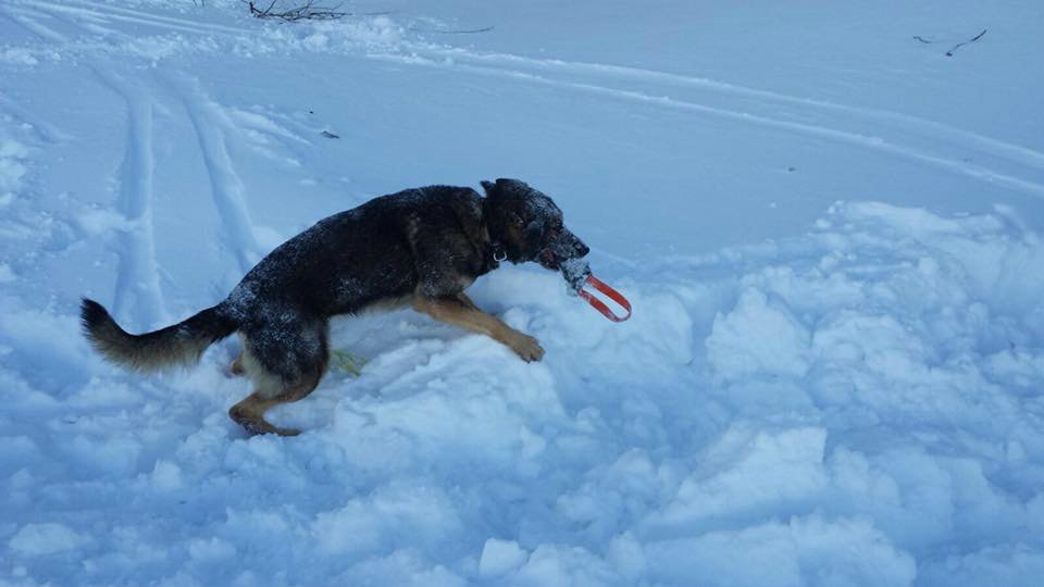 Bardonecchia 20 Gennaio 2018 - Addestramento al "Soccorso in Valanga" degli O.S.P.- Croce Rossa Italiana- Comitato Regionale del Piemonte