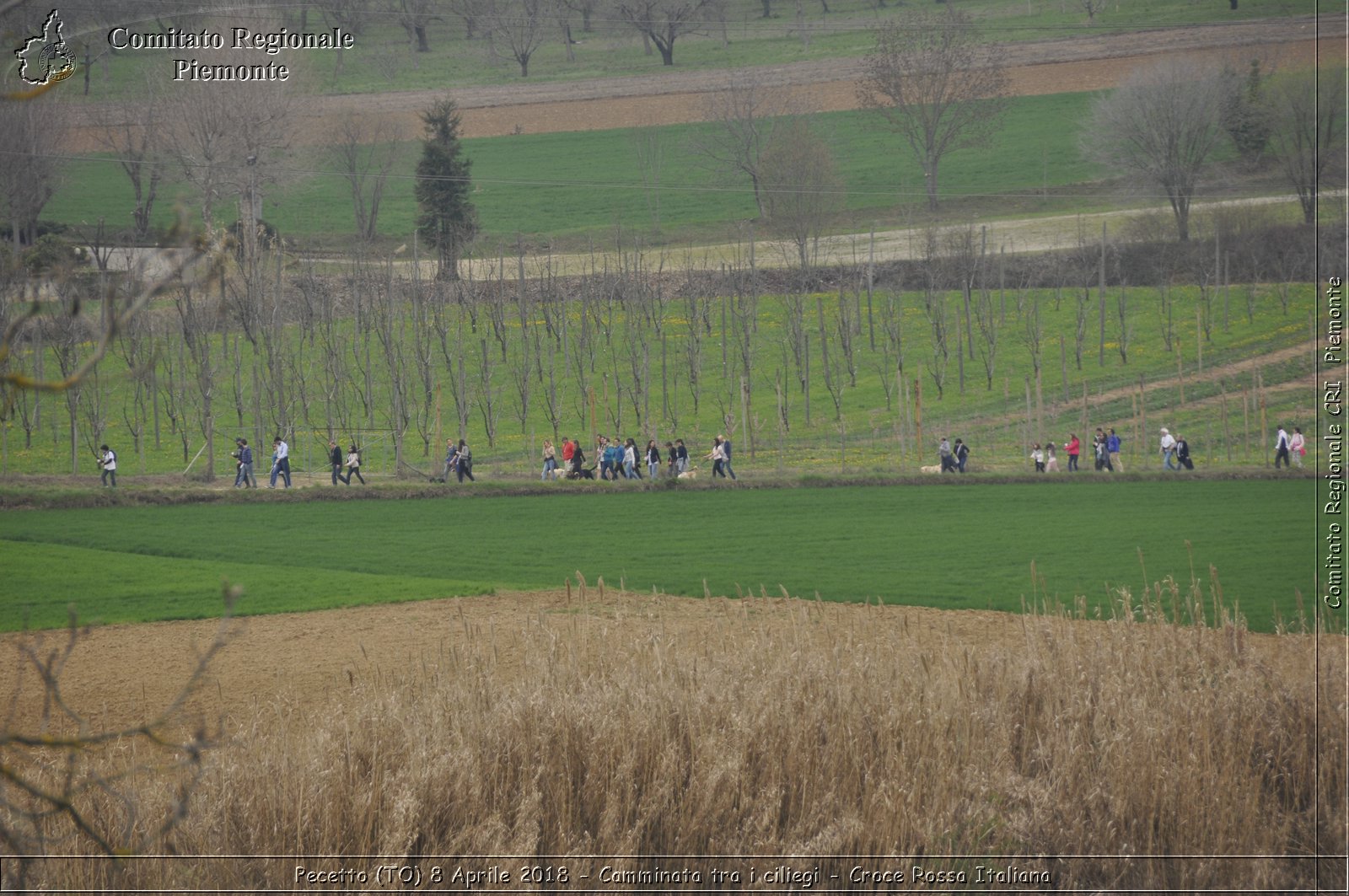 Pecetto (TO) 8 Aprile 2018 - Camminata tra i ciliegi - Croce Rossa Italiana- Comitato Regionale del Piemonte