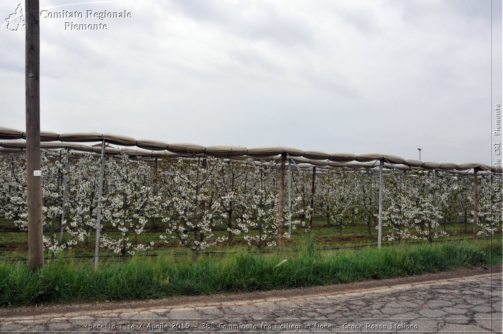 Pecetto T.se 7 Aprile 2019 - 38 Camminata fra i ciliegi in fiore - Croce Rossa Italiana - Comitato Regionale del Piemonte